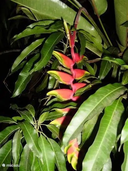 Popokai tongo / pagara. Supported by a mango tree.