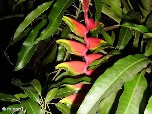 Location de Vacances Suriname, Paramaribo, Paramaribo, maison de vacances - Huize Roza, sûr et proche du centre Popokai tongo/pagara. Soutenu par une branche de manguier.