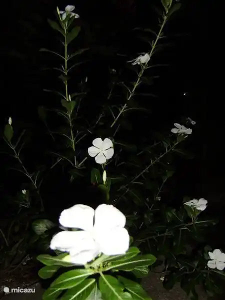 My favorite! Kotomisie, Simple flower, yet graceful and so grateful!