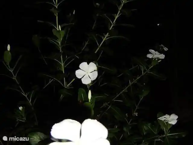 Location de Vacances Suriname, Paramaribo, Paramaribo, maison de vacances - Huize Roza, sûr et proche du centre Mon préféré! Kotomisie, Fleur simple, mais gracieuse et tellement reconnaissante !