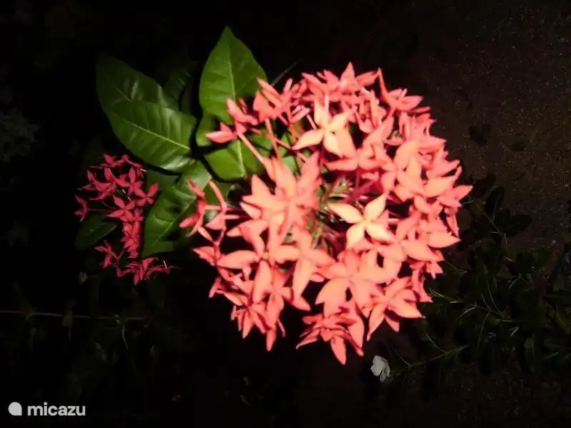 Fajalobie, modern version.
The red symbolizes passionate love, like a red rose!