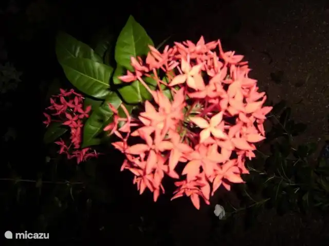 Location de Vacances Suriname, Paramaribo, Paramaribo, maison de vacances - Huize Roza, sûr et proche du centre Fajalobie, version moderne.
Le rouge symbolise l'amour fougueux, tout comme une rose rouge !!