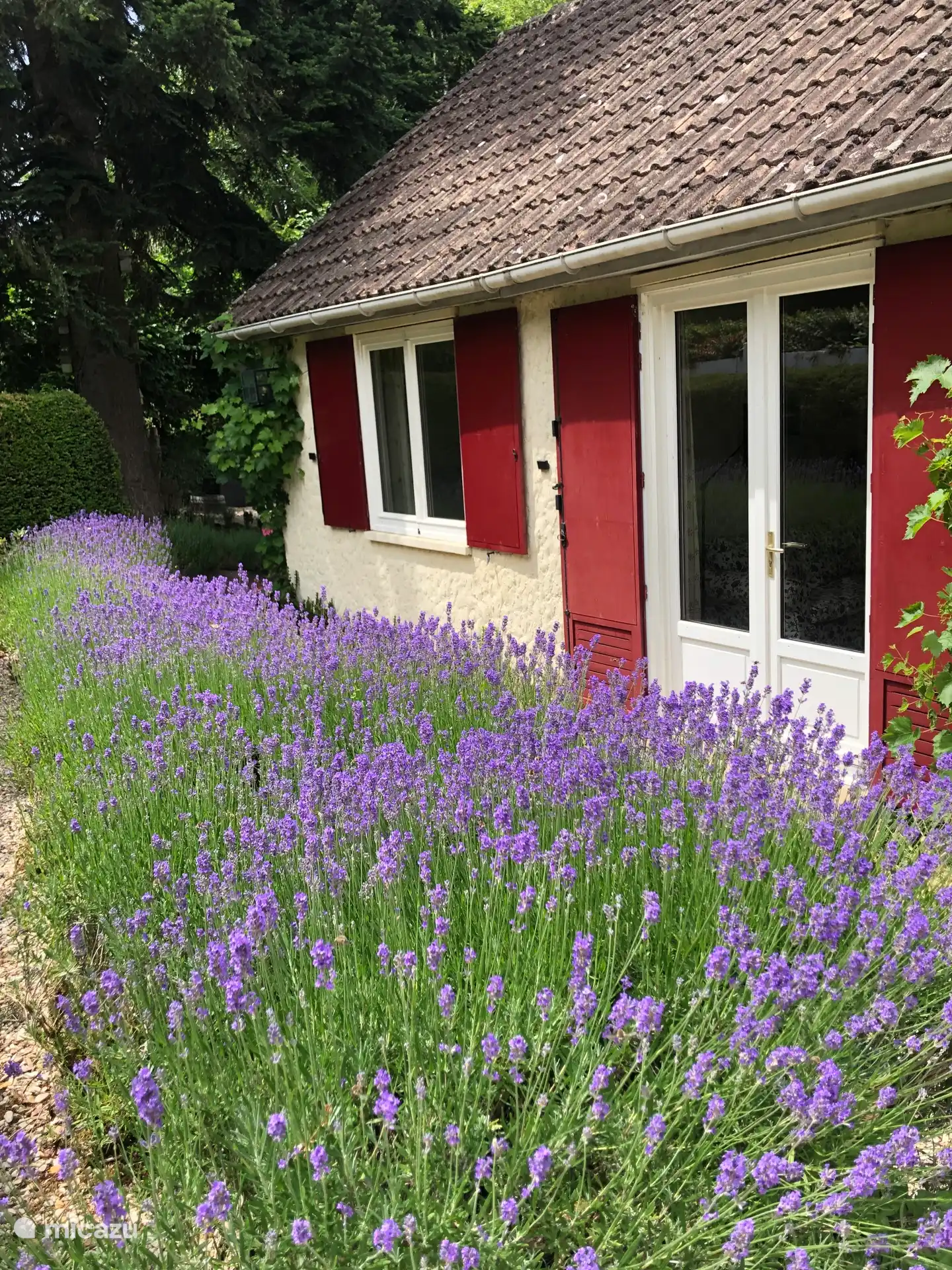Jardín delantero de lavanda con terraza