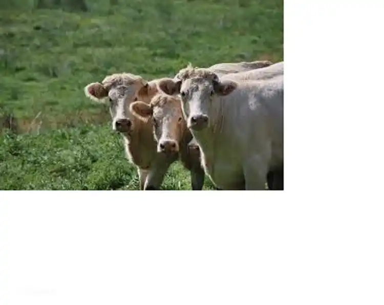 Die berühmte Charolais-Kuh