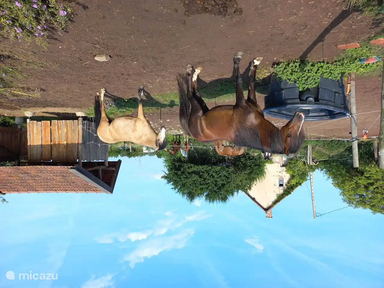 Brénazets Welsh-Ponys