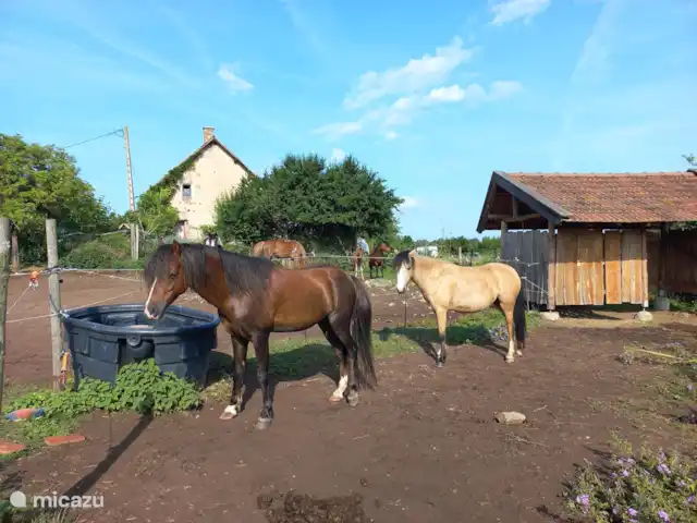 Location de Vacances France, Allier, Vernusse, gîte / cottage - la source Les poneys gallois de Brénazet