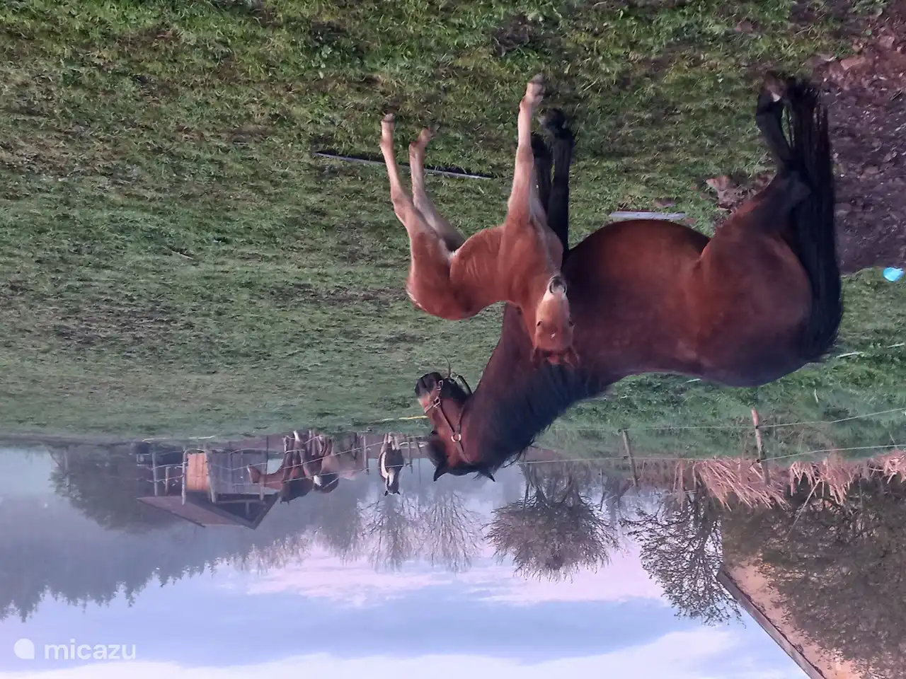 jedes Jahr ein Fohlen!