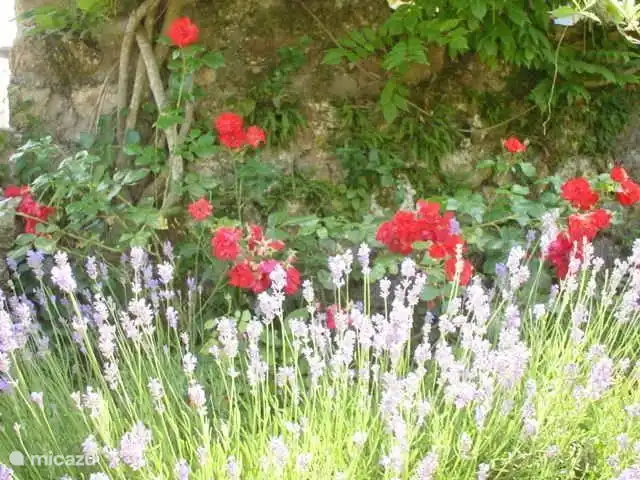 Ein Blumenbeet aus roten Rosen und Lavendel, direkt in Ihrem Vorgarten.