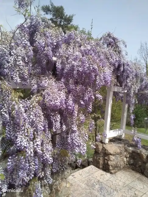 Die wunderschön bewachsene, blühende Pergola auf der oberen Terrasse bietet Privatsphäre sowie eine schöne Aussicht.