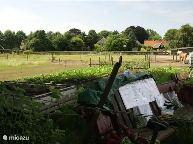 Sous le Chêne ferme de vacances | Pays-Bas, Drenthe, Diever - ferme Pâturage à côté de 'Sous les chênes'