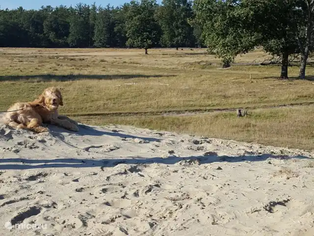 Sous le Chêne ferme de vacances | Pays-Bas, Drenthe, Diever - ferme Les chiens sont autorisés à 'Onder de Eiken'!