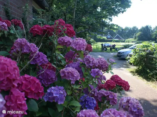 Sous le Chêne ferme de vacances | Pays-Bas, Drenthe, Diever - ferme Fleurs autour de la ferme