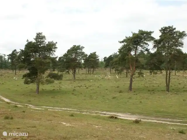 Sous le Chêne ferme de vacances | Pays-Bas, Drenthe, Diever - ferme Aekingerzand - à distance de vélo