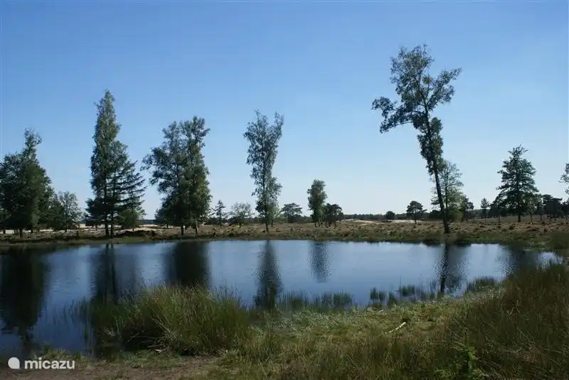 Wald, Wasser, Heide - ideal für Picknicks