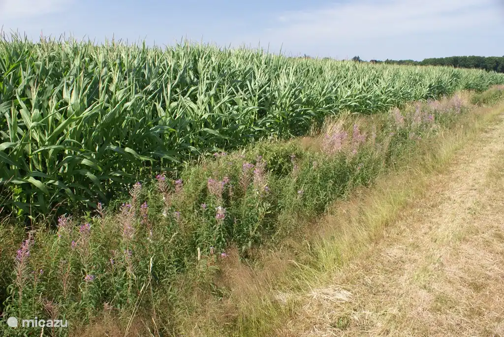 Radfahren entlang der Maisfelder ...