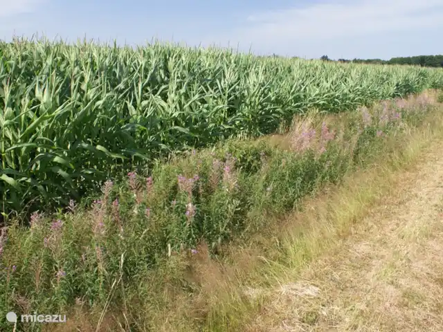 Sous le Chêne ferme de vacances | Pays-Bas, Drenthe, Diever - ferme Faire du vélo le long des champs de maïs...