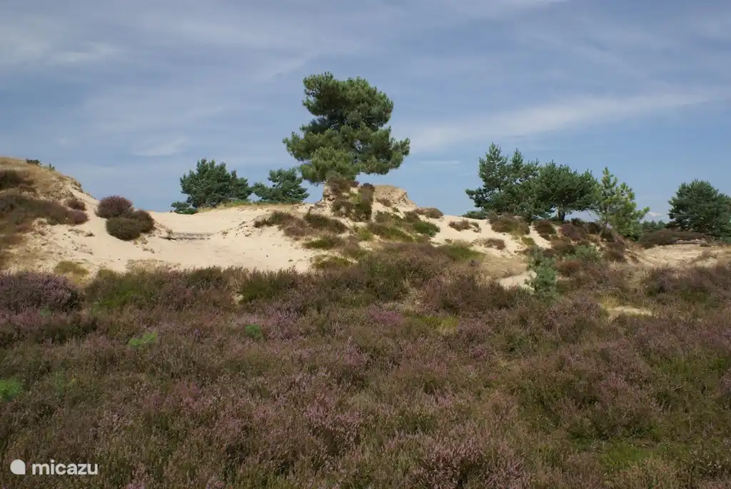 Heide, Wald, Sanddünen und das alles in unmittelbarer Nähe
