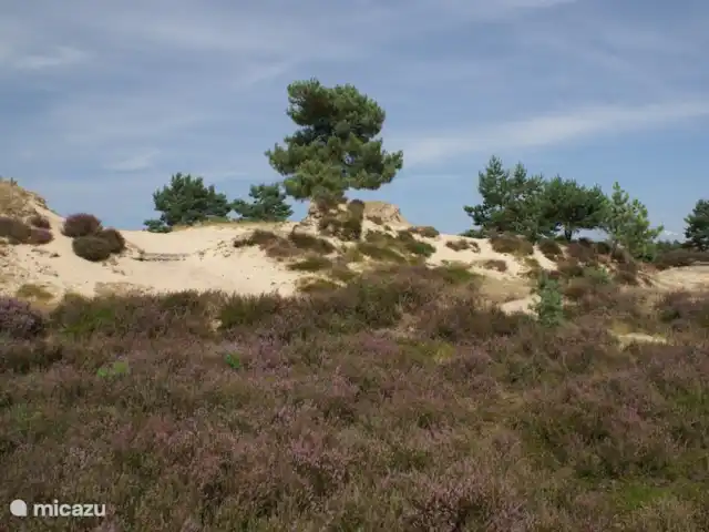 Sous le Chêne ferme de vacances | Pays-Bas, Drenthe, Diever - ferme Lande, forêt, dunes de sable et tout cela à proximité immédiate