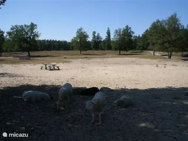 Sous le Chêne ferme de vacances | Pays-Bas, Drenthe, Diever - ferme Balade à vélo dans la nature et une aire de pique-nique isolée....