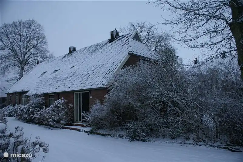 Unter den Eichen im Winter