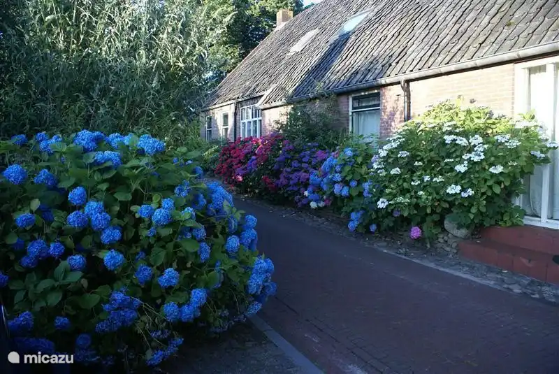 Neben 'Under the Oaks' - reich an Blumen ....