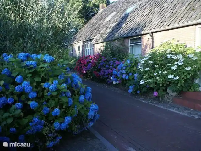 Sous le Chêne ferme de vacances | Pays-Bas, Drenthe, Diever - ferme À côté de 'Onder de Eiken' - riche en fleurs....