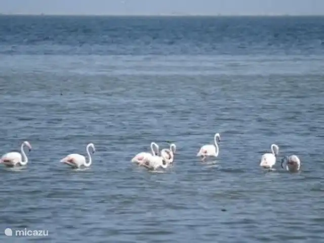 Casas Sitori Appartement 6 | Espagne, Costa Dorada, La Ràpita - studio Flamants roses sur la plage de Delta
