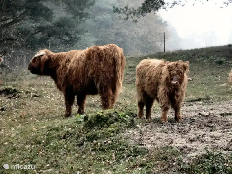 Galloway-Rinder grasen auf dem Gebiet der Maasduinen