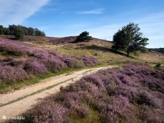 El Looische Hoeve en Países Bajos, Limburgo, Wellerlooi - casa de campo Área para caminar y andar en bicicleta NP de Maasduinen