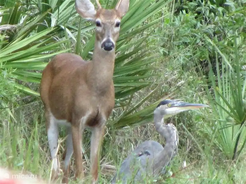 Ein Hirsch in den Everglades