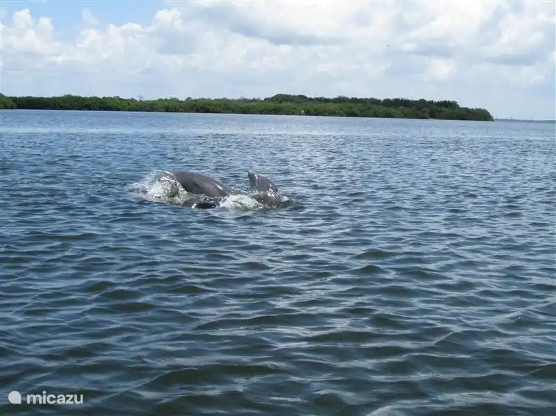 Natur und eine andere Art