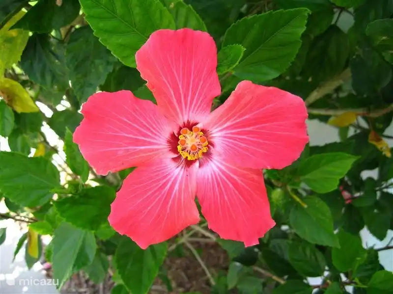 In der Nähe des achteruitn