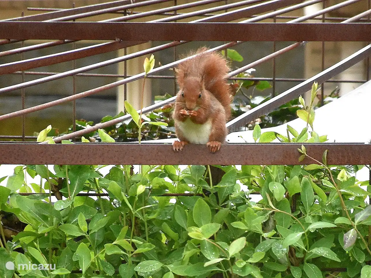 Mein Name ist Nibble