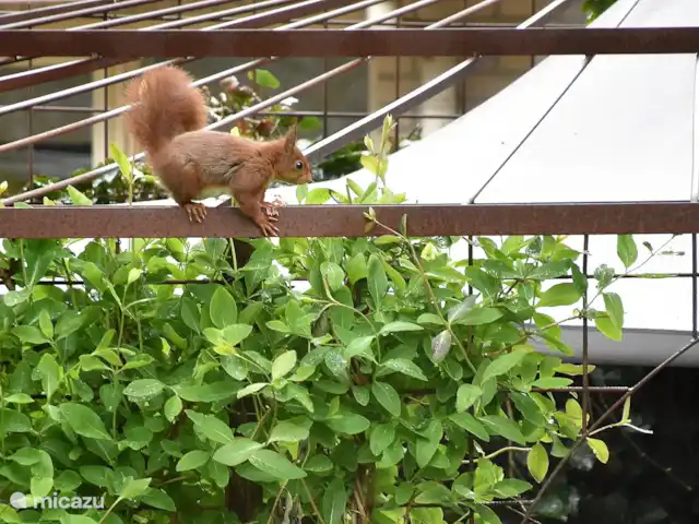 Relajado 40+ en Países Bajos, Güeldres, Ermelo - casa vacacional Entonces también sabes su nombre!!!! ;-)