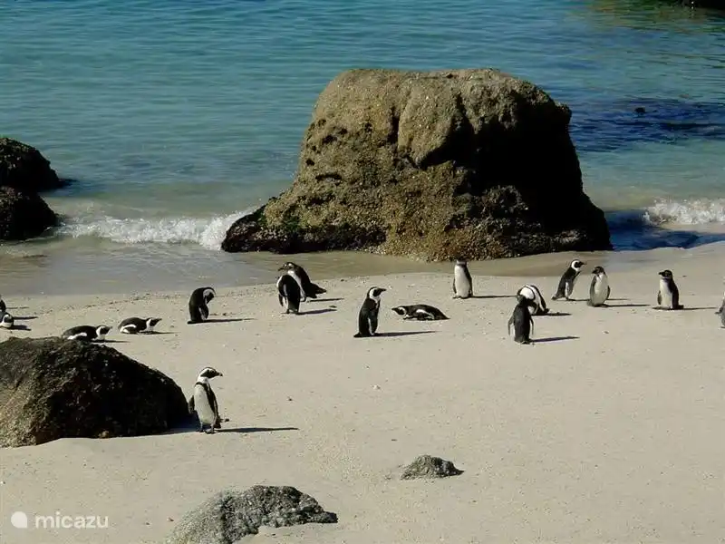 Die Pinguine von Boulders Beach in Simonstown