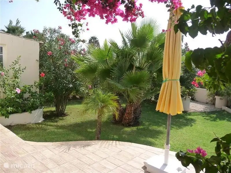 Von der vorderen Terrasse Blick auf einen Teil des Gartens mit Palme, die jetzt sehr hoch ist.