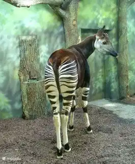 Recomendado para niños: En Dvur Králové (32 km) encontrarás el zoológico más grande de Europa Central, con un parque safari.