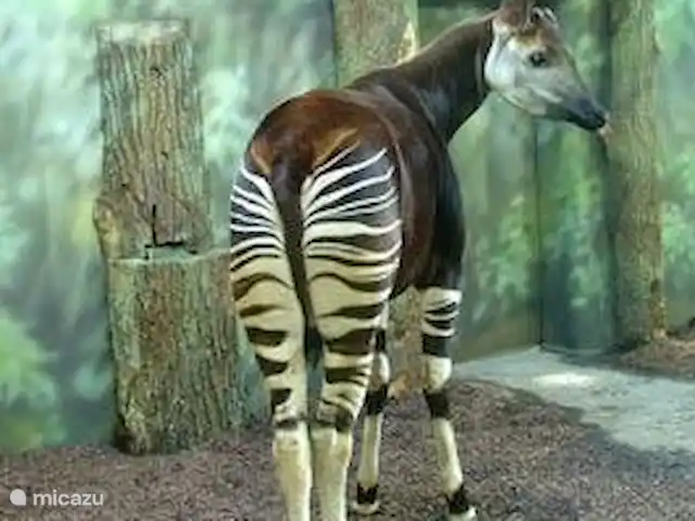 vakantiehuis huren in Tsjechië, Hradec Králové, Lampertice – Vakantiehuis DAVRI Aanrader voor kinderen: In Dvur Králové (32 km) vindt u de grootste dierentuin van Midden-Europa, met safaripark.