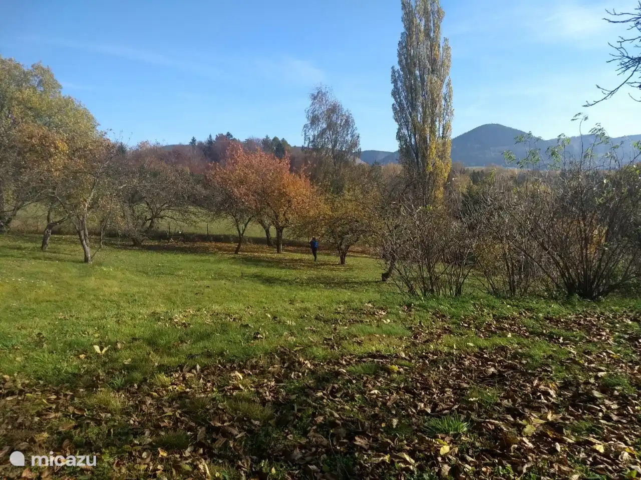Situado en un huerto de frutas.