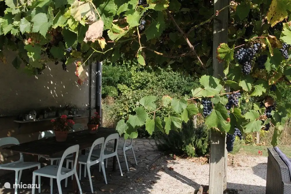 Terrasse mit Pergola und Traube
