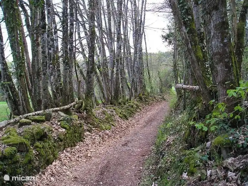 Es ist wunderbar, in unserer unmittelbaren Umgebung spazieren zu gehen. 
Einer der vielen Waldwege im Mont de Blond. Kilometerlange Wege, die man stundenlang laufen kann. Detaillierte Wanderkarten sind im Bahnhof erhältlich