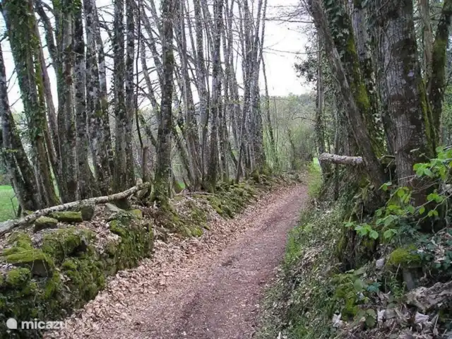 Gareine Blonde Berneuil | France, Haute-Vienne, Blond - maison de vacances C’est merveilleux de se promener dans notre voisinage immédiat. 
L’un des nombreux sentiers forestiers du Mont de Blond. Des kilomètres de sentiers à parcourir pendant des heures. Des cartes de randonnée détaillées sont disponibles dans la station