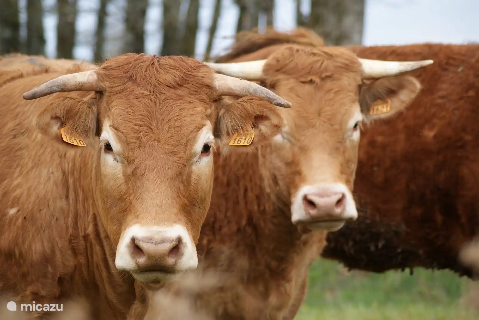Das weltberühmte Limousin-Rindfleisch