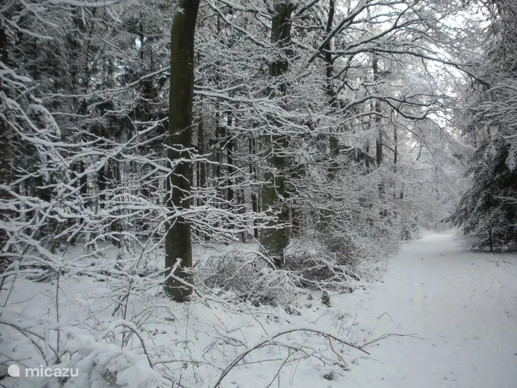 Machen Sie einen schönen Spaziergang im Wald