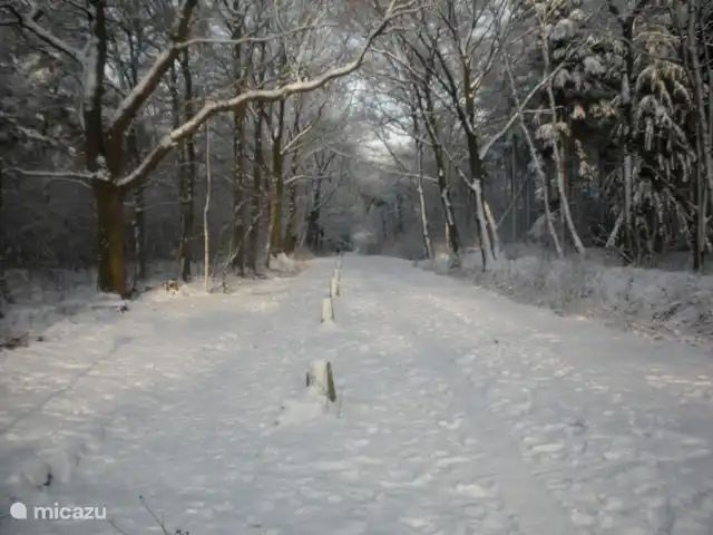 Igloo Safari | Pays-Bas, Brabant-Septentrional, Chaam - bungalow hiver