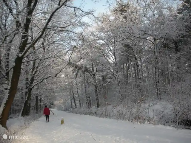 Igloo Safari | Pays-Bas, Brabant-Septentrional, Chaam - bungalow marcher dans la belle forêt d'hiver