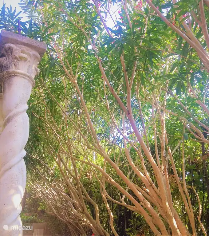 Adelfa que florece a partir de mayo durante todo el verano. Una higuera de 200 años trae su fruto desde agosto, listo para recoger o para hacer mermelada.