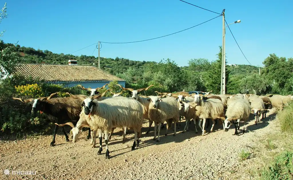 El pastor del pueblo de Arneiro pasaba de vez en cuando por la casa. Fue un placer escucharlo hablar con su ganado y sus perros en las pistas. Lamentablemente, se retiró en 2020.