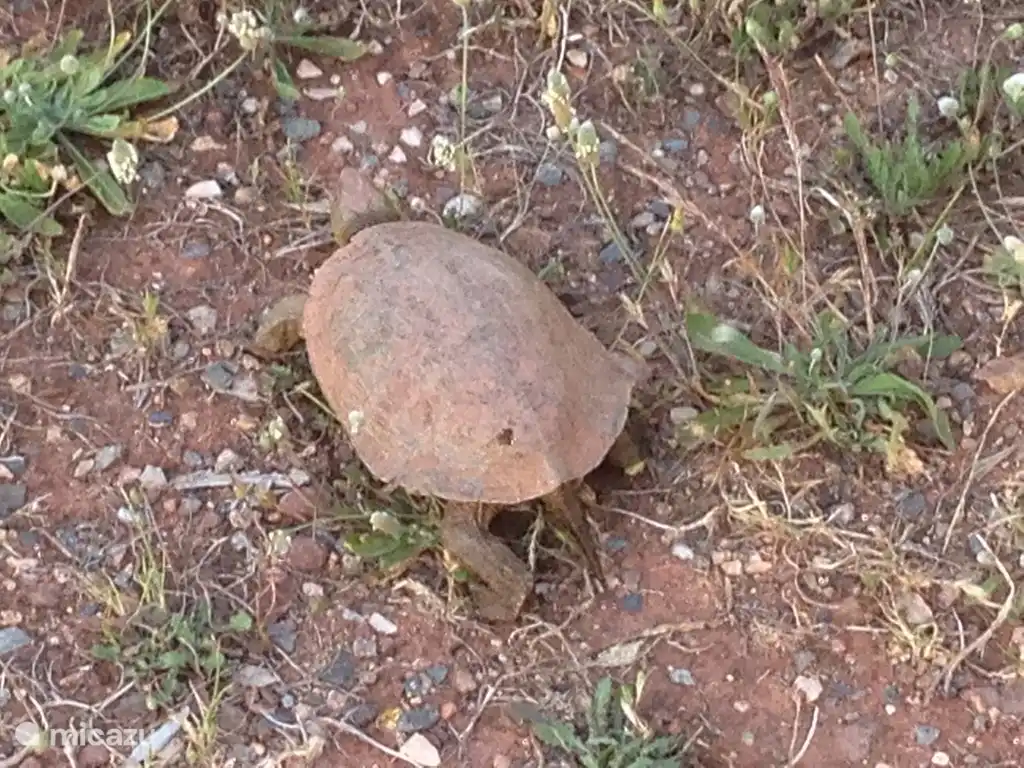 Con un poco de suerte, puedes encontrarte con esta tortuga en la casa. En los baragems (depósitos de agua) cerca de la casa seguramente verá tortugas de agua.