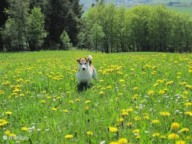 Maison Bergzicht | Allemagne, Sauerland, Willingen - appartement Le chien adore !!